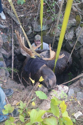 Maine wardens rescue moose trapped in abandoned well